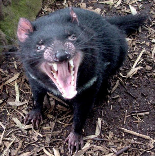 6-Day Hearty Tasmania Tour