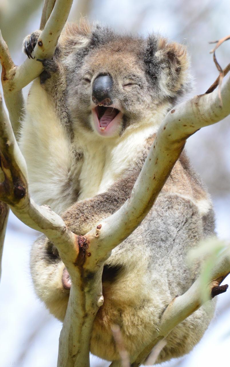 Guided Koala Walk And Bush Fire Ecology Tour