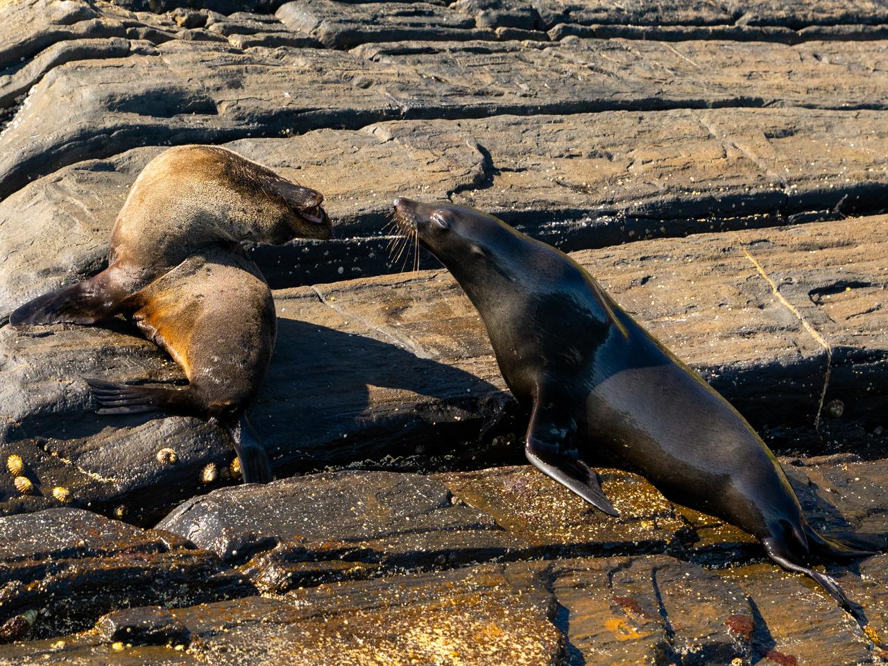 Kangaroo Island Ocean Safari - 2 Hour View Only Snorkelling Safari