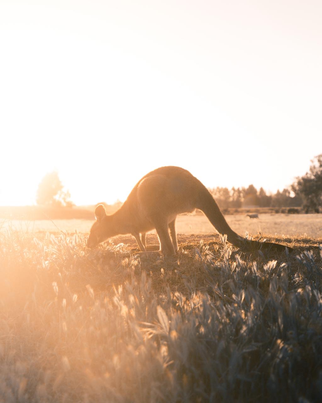 12 Apostles, Great Otways & Great Ocean Road Day Tour