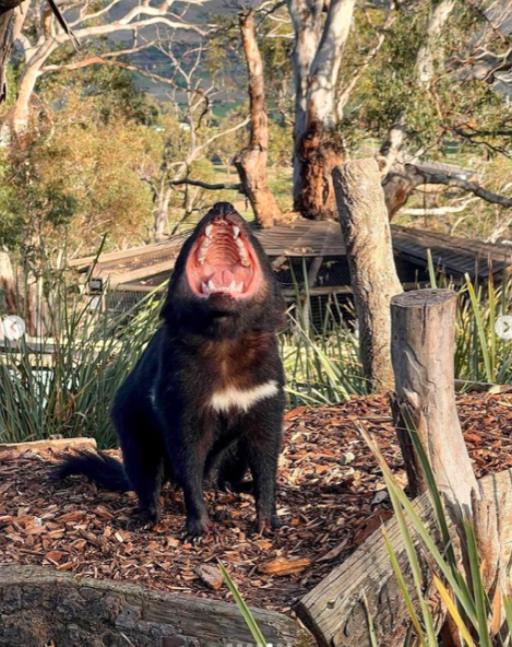 3 Day Tasmanian Highlights Tour '' Hobart, Port Arthur And Bruny Island