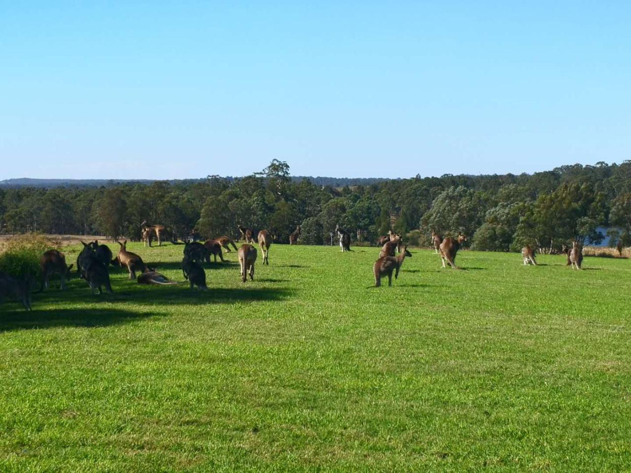 The Hunter Valley 1-Day Food And Wine Charter Tour