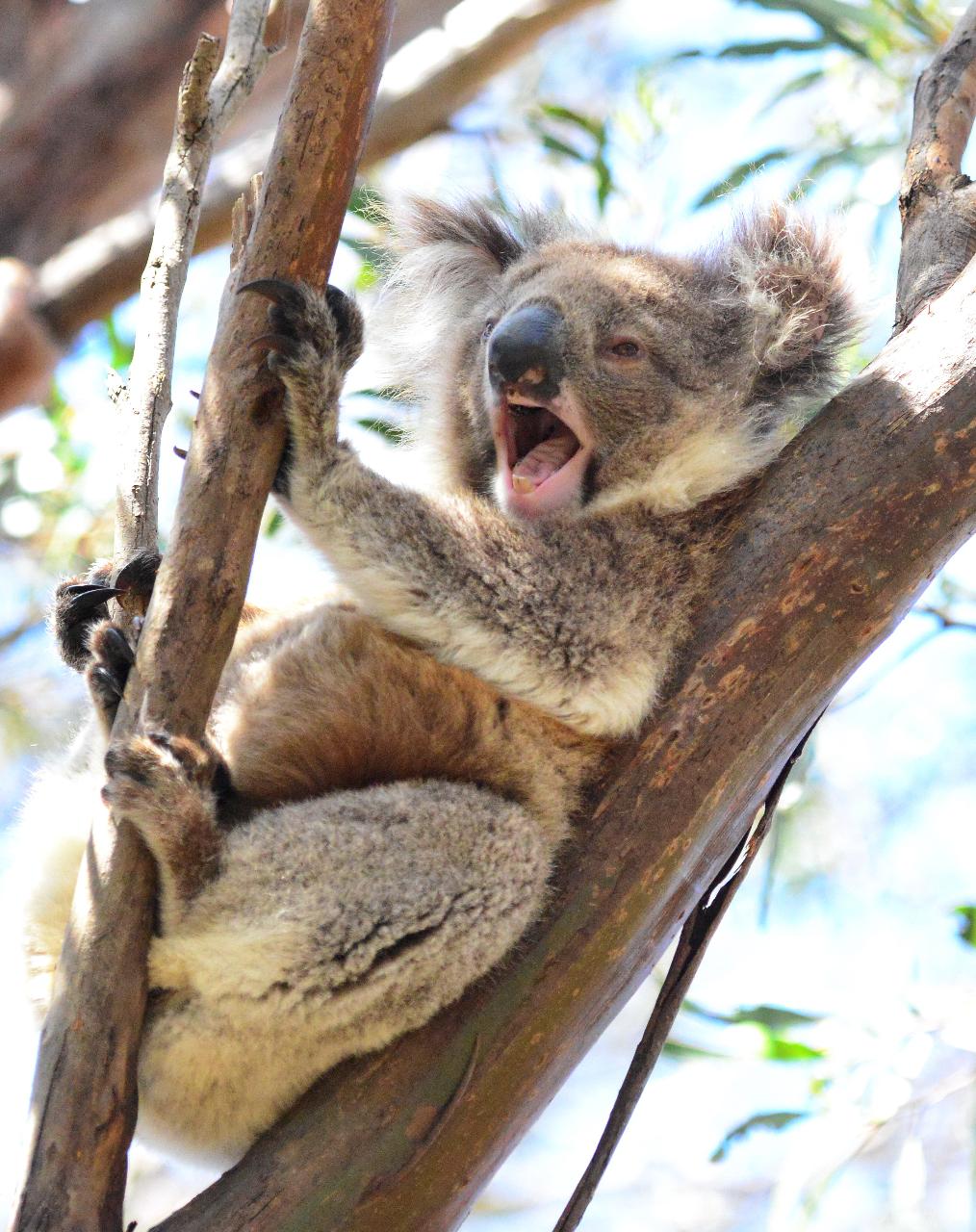 Guided Koala Walk And Bush Fire Ecology Tour