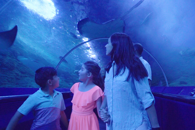 Hillarys Marina, Beach & Birds Tour