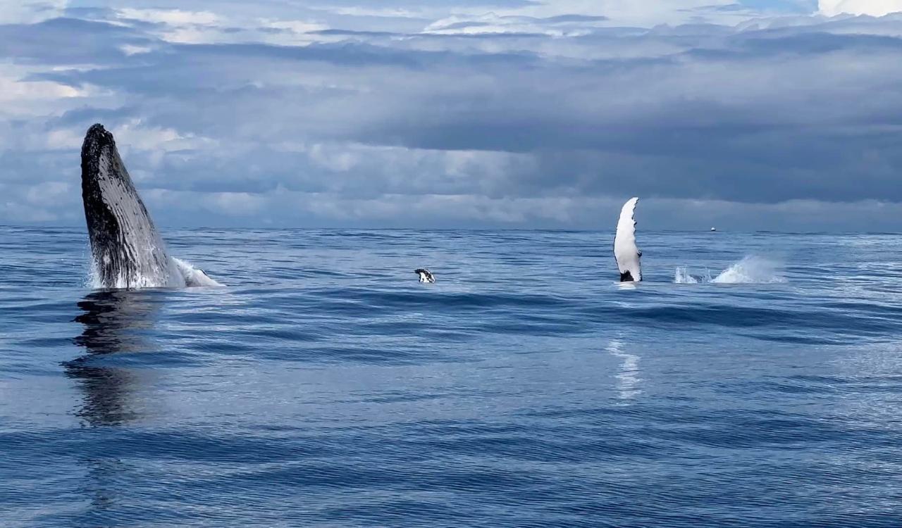 2.5Hr Whale Watching Cruise