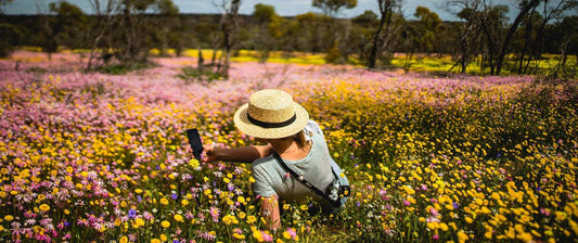 Perth To Monkey Mia Wildflower Tour