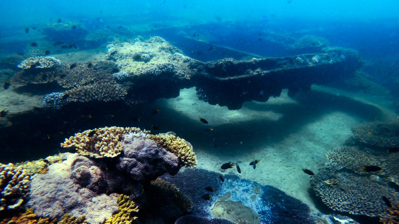 Dolphin & Tangalooma Wrecks Cruise For Family