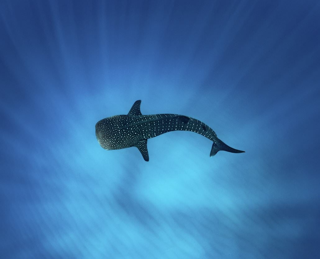 Whale Shark Overland Tour
