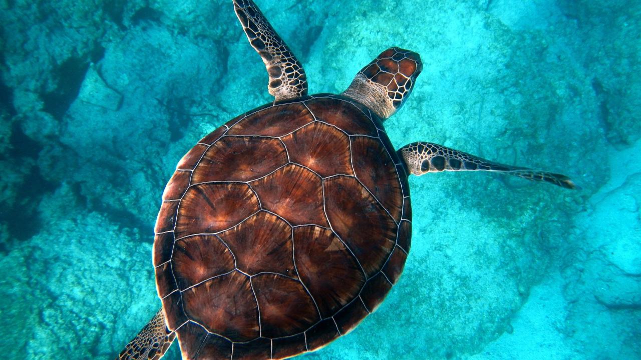 Dolphin & Tangalooma Wrecks Cruise For Family