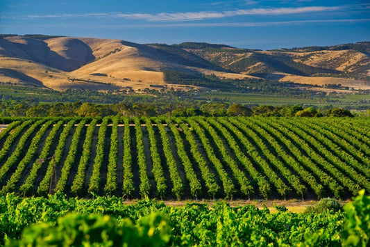 Mclaren Vale Wine Tour Gold Package Full Day