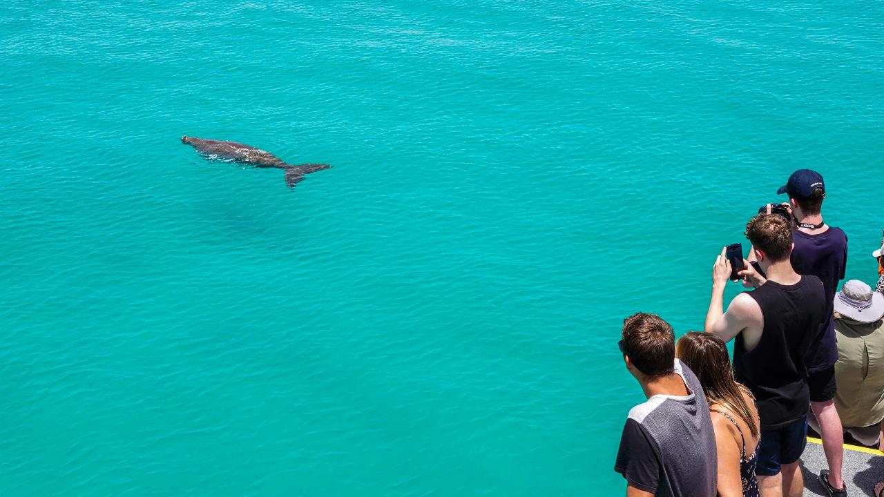 Dolphin & Tangalooma Wrecks Cruise For Family