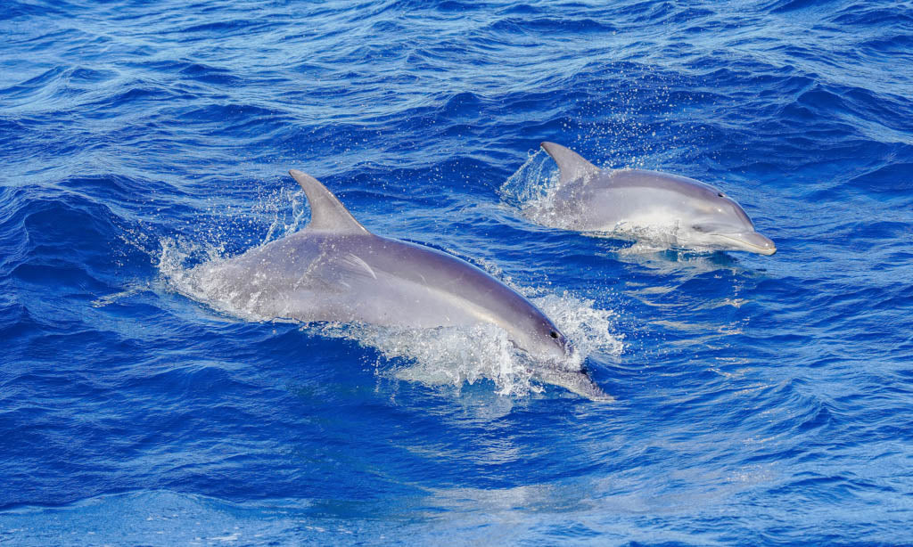 Whales In Paradise - Gold Coast