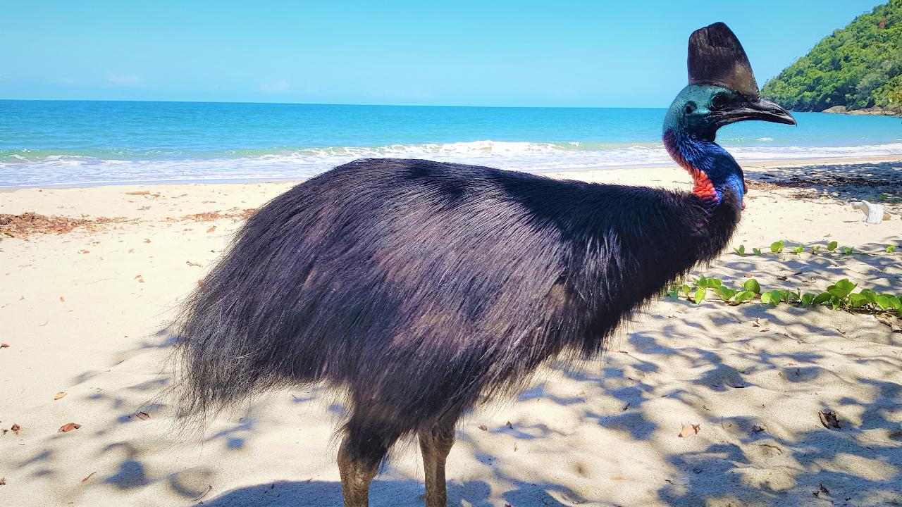 The Paronella Experience