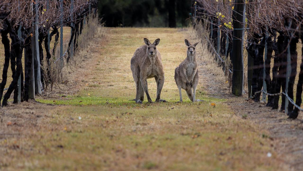 Hunter Valley Wine Tasting Guided Day Tour