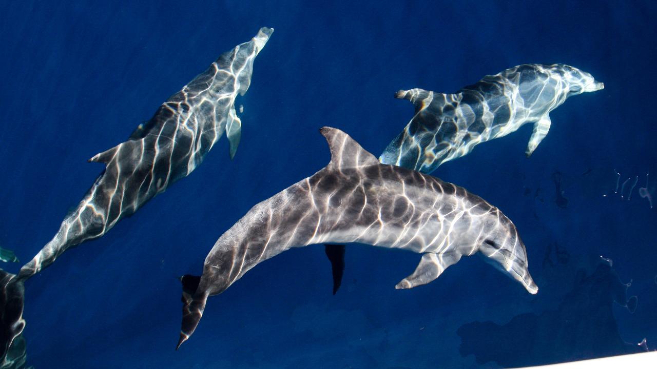 Sea World Whale Watch