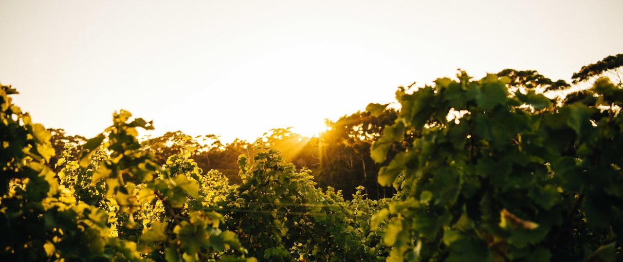 Margaret River Cycle & Wine Tour