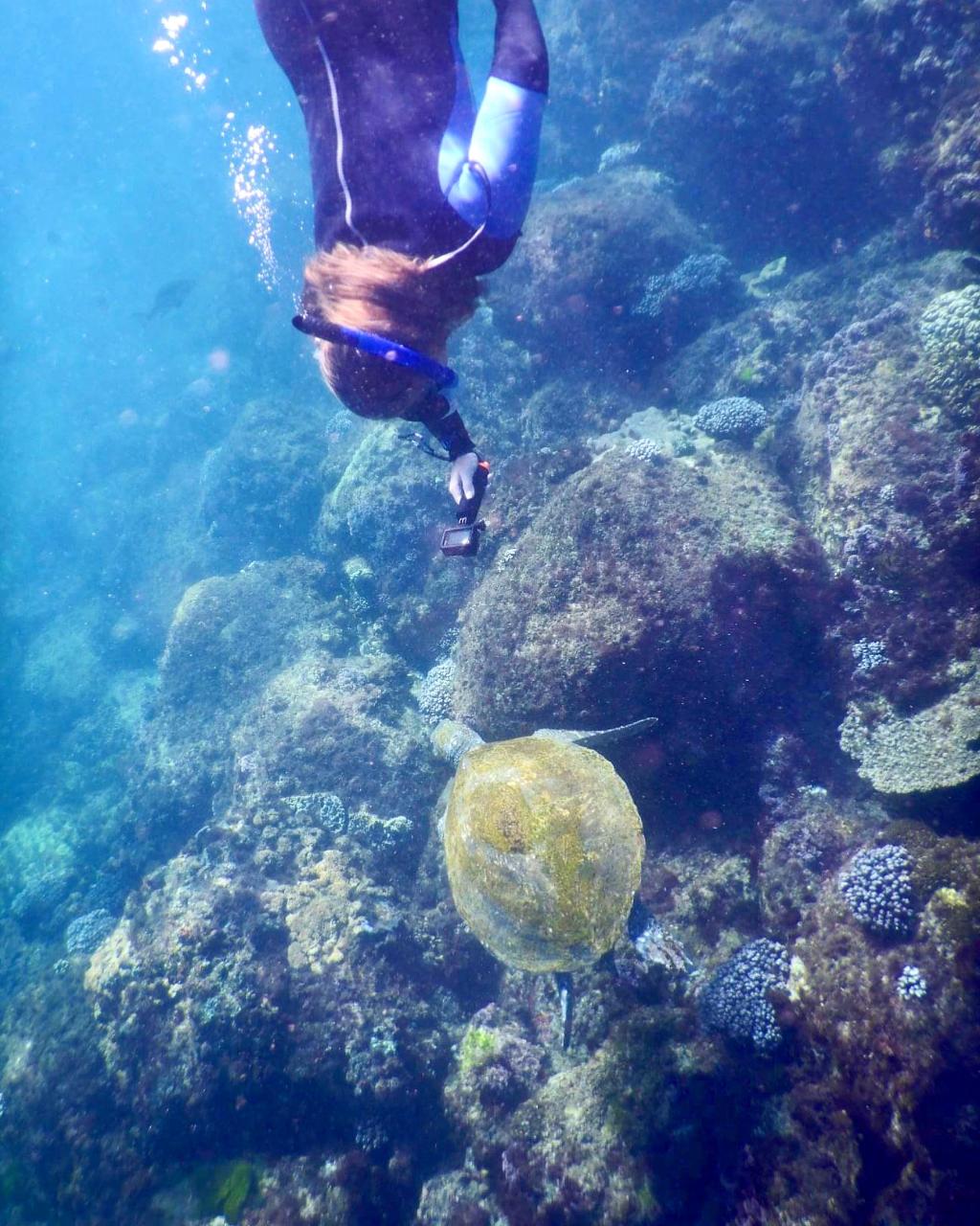 Snorkel With The Turtles In A Private Boat