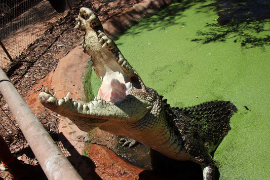 Malcolm Douglas Crocodile Feeding Tour - Entry Fees And Transport Included