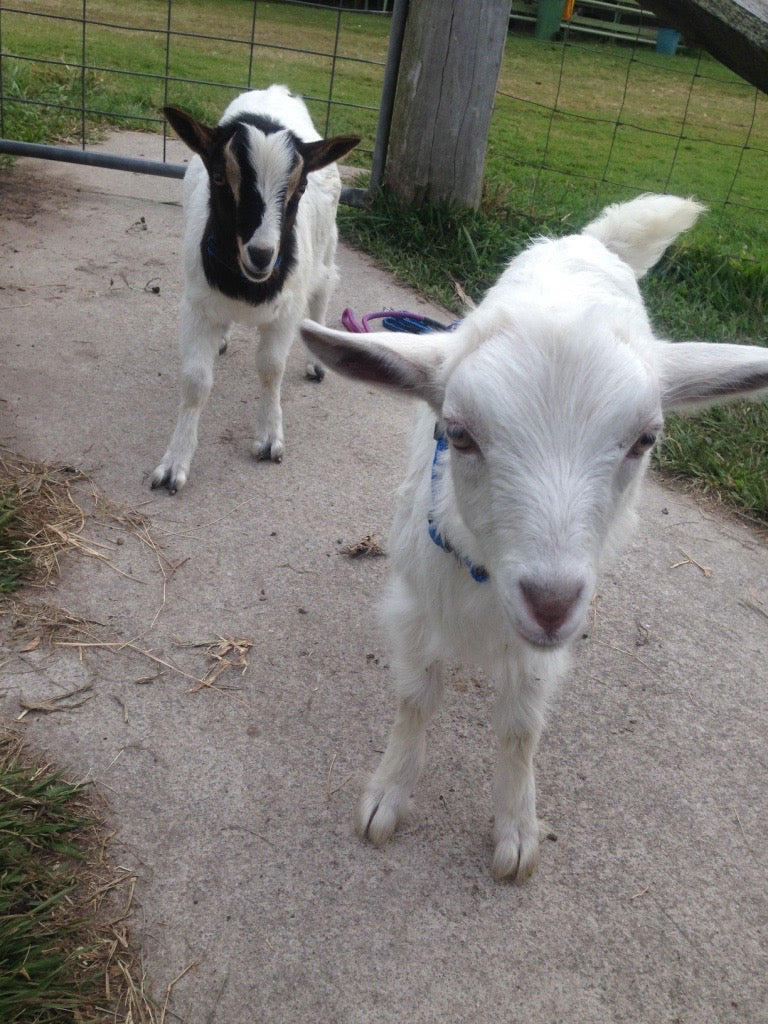 1Hr Personal Animal Tour