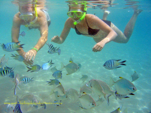 Broadwater Dolphin Kayaking & Snorkeling Tour