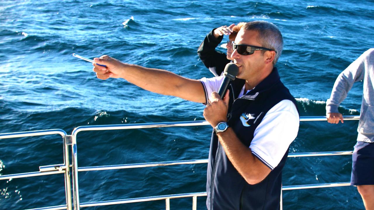 Whales In Paradise - Gold Coast