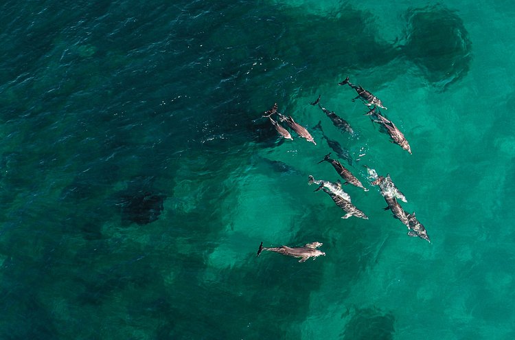 Dolphin, Sealion And Seafood Snorkel Adventure Spectator