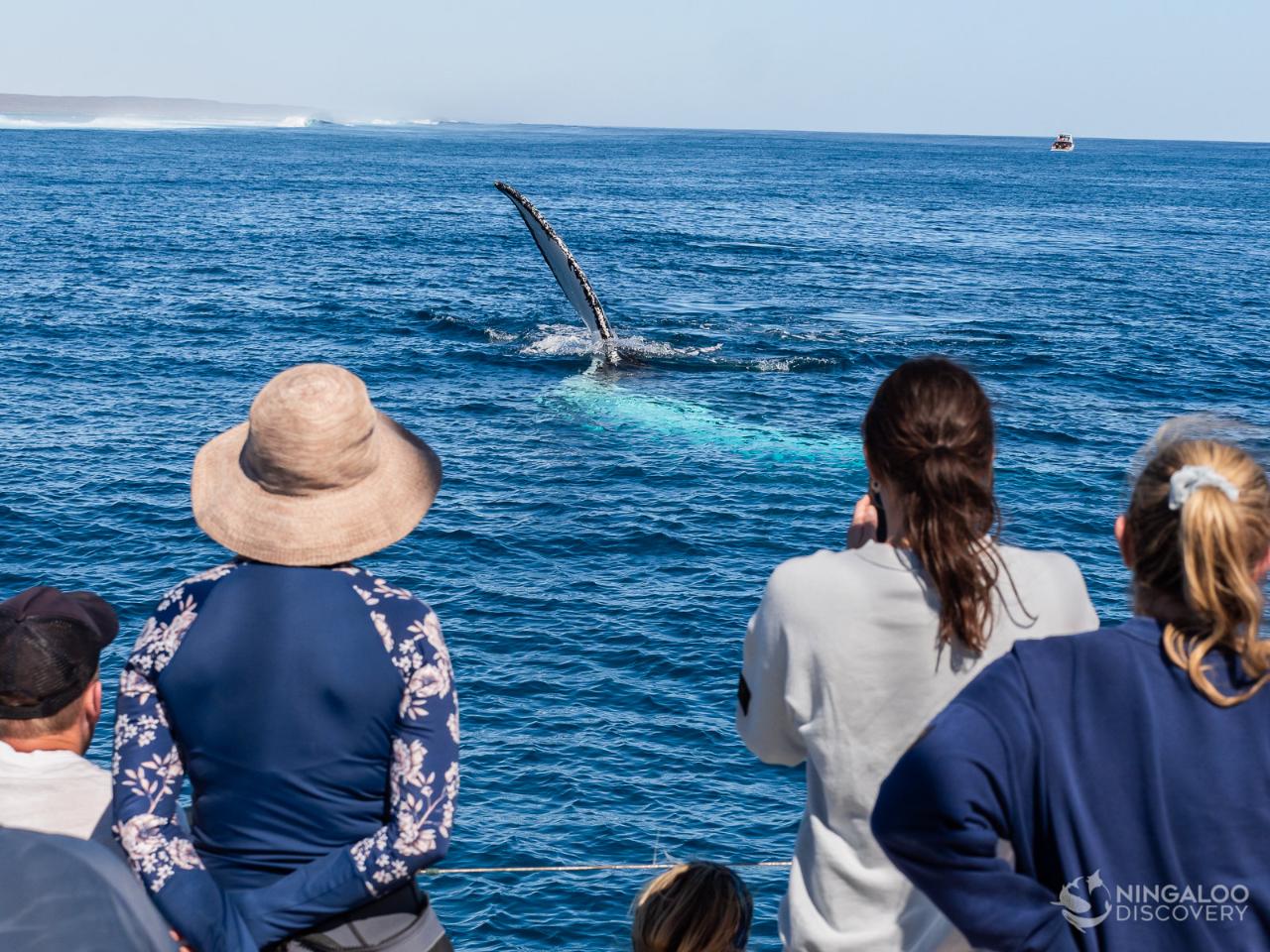 Sunset Sail/Whale Watching In Season (Whale Watching Approx July- November) Meet At The Marina For D