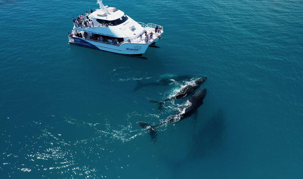 Hervey Bay Whale Search And Dolphin Watch