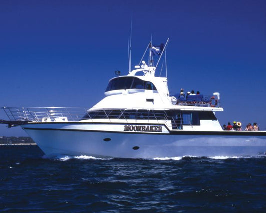 3 Hour Dolphin And Seal Sightsee