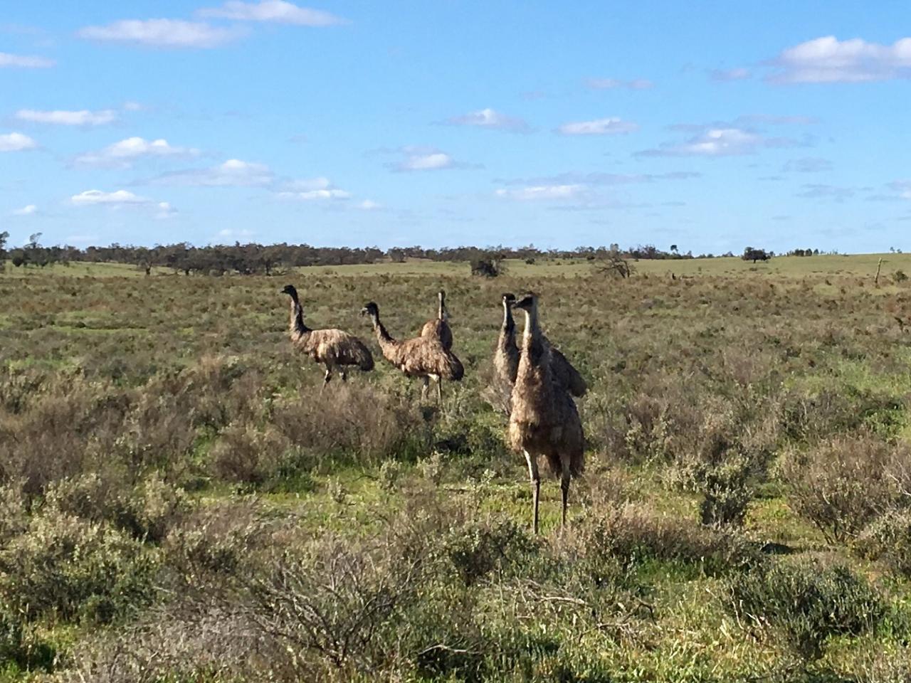 Australian Bush Delights - Hattah National Park Tour