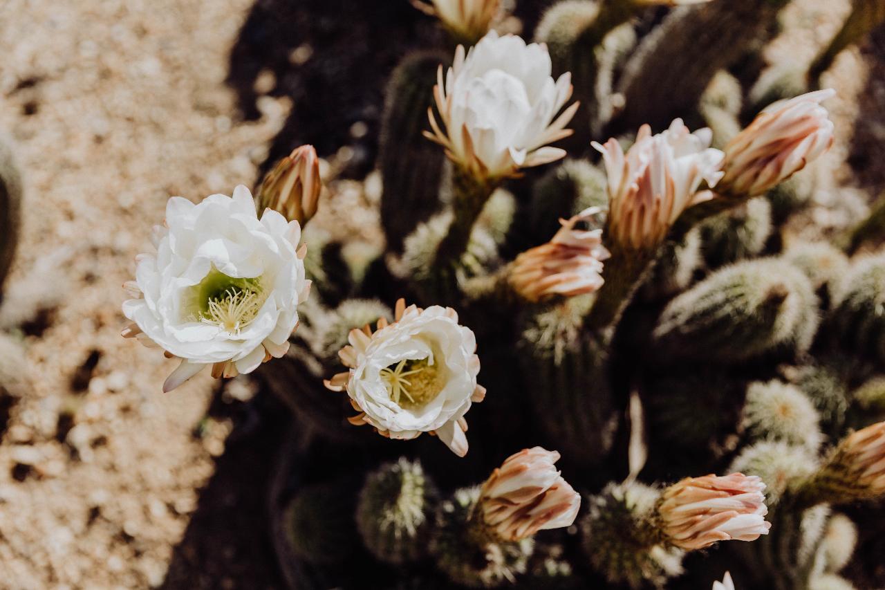 Garden Entry At Cactus Country