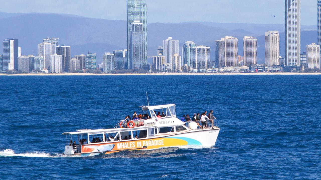 Whales In Paradise - Gold Coast