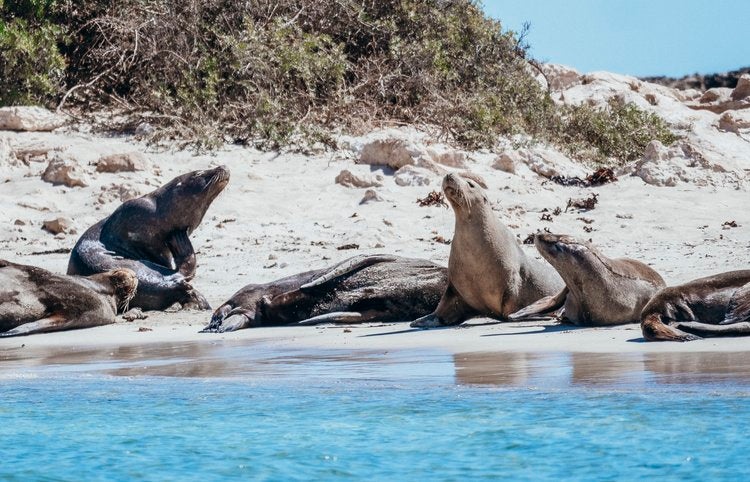 Dolphin, Sealion And Seafood Snorkel Adventure