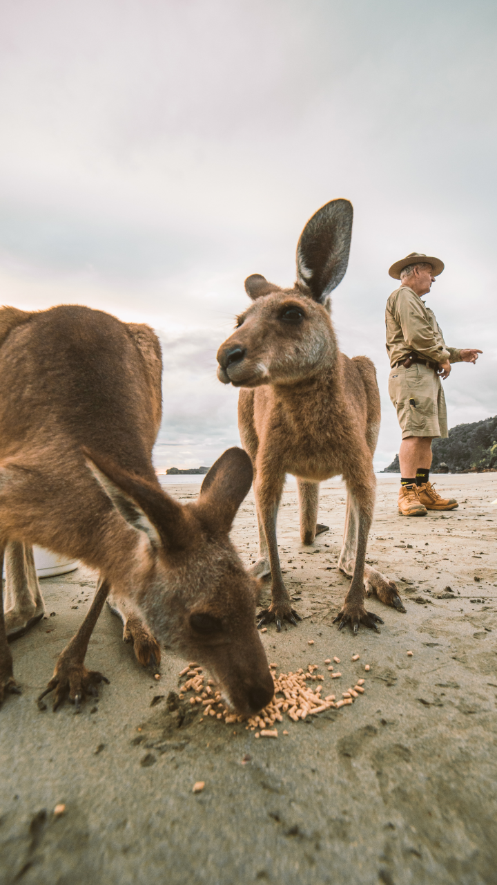 Beach Sunrise With The Wallabies