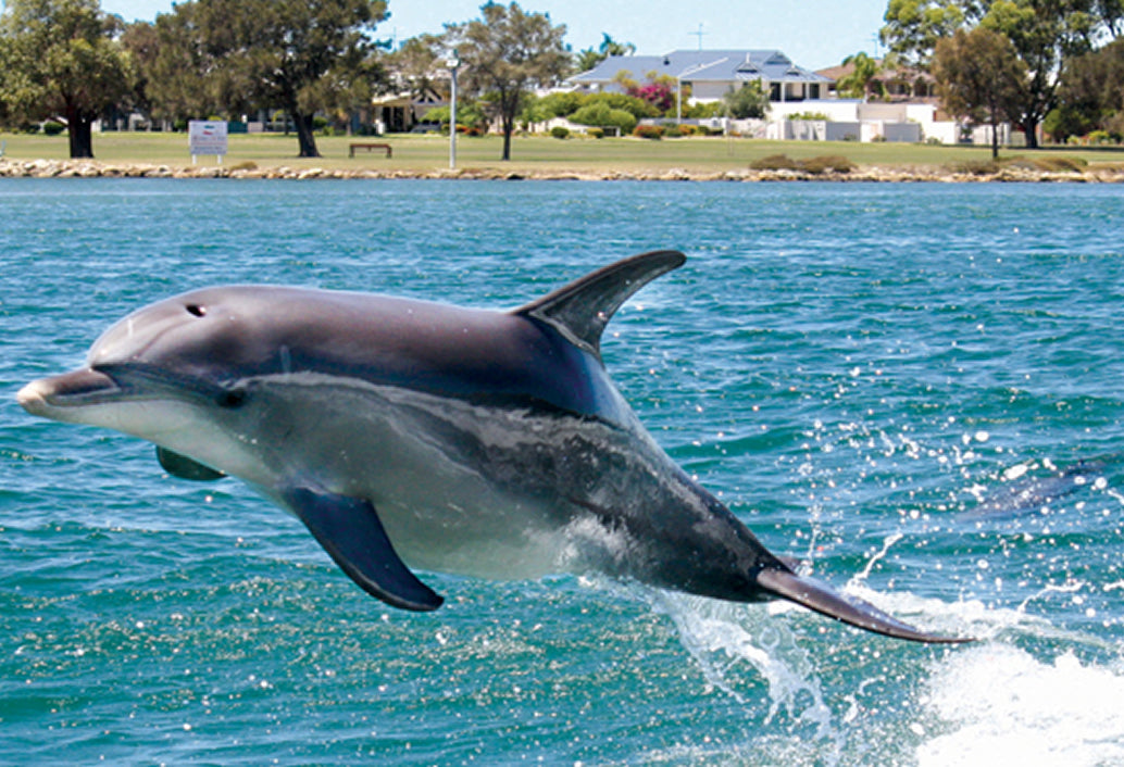 Mandurah Dolphins, Chocolate & Fremantle Tour
