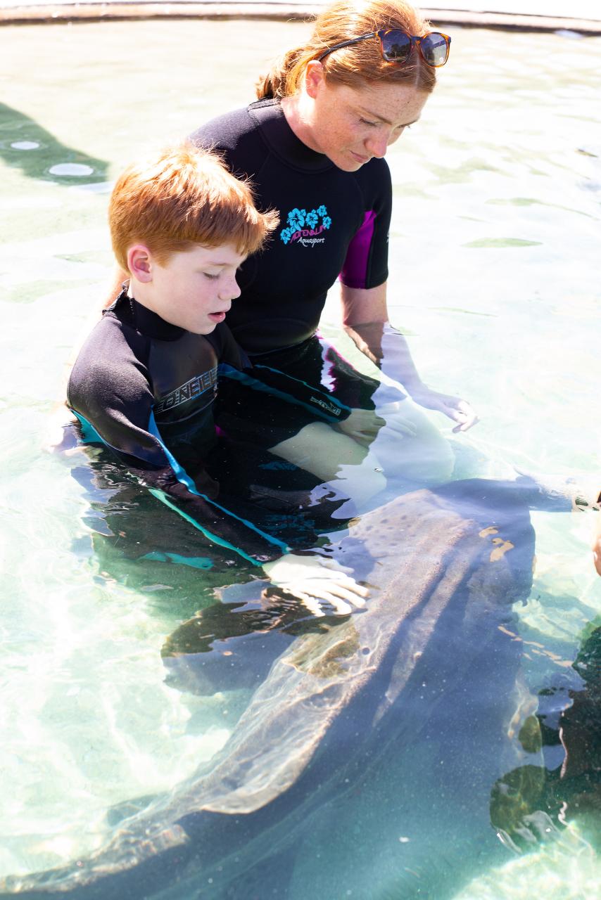 Zebra Shark Encounter With Entry Pass