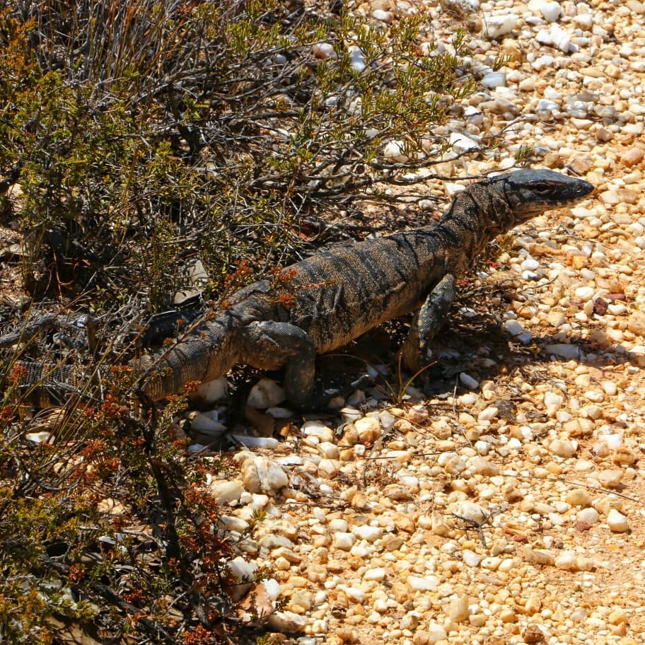 Wheatbelt To Great Southern Wilderness Escape Tour