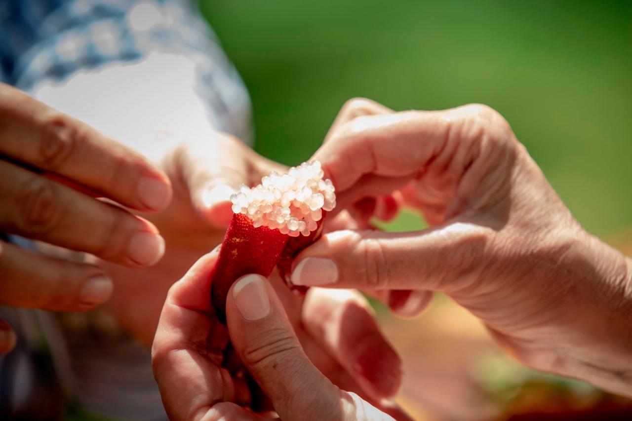 Bush Tucker Tasting & Talk At Mandoon Estate