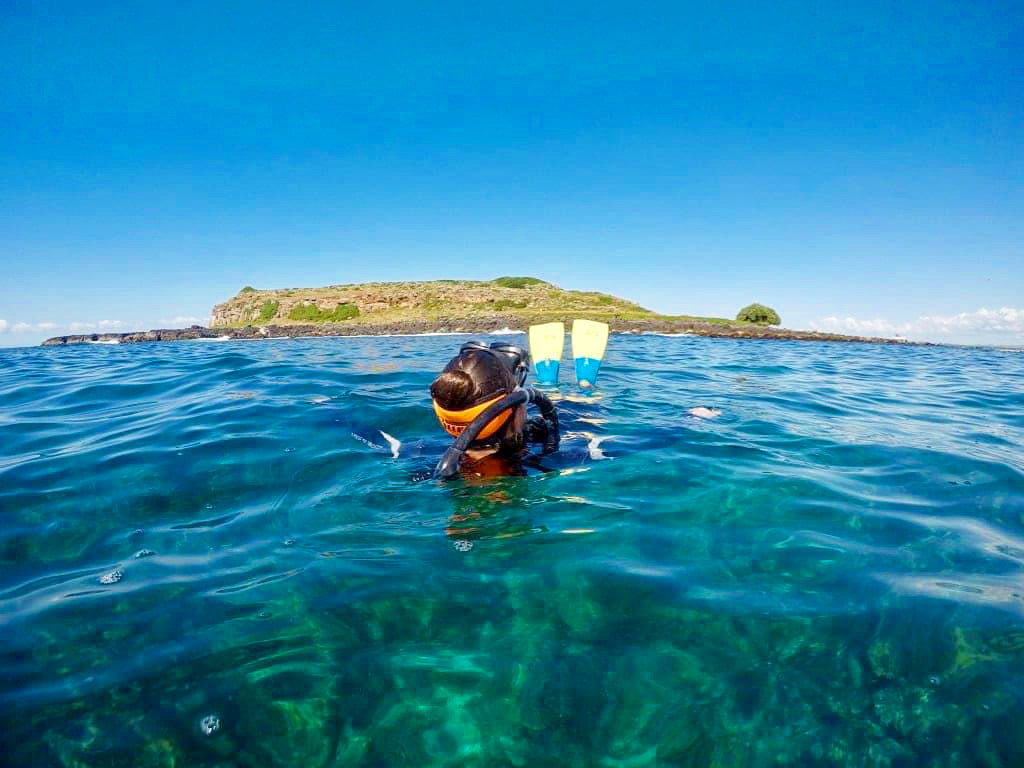 Snorkel With The Turtles!