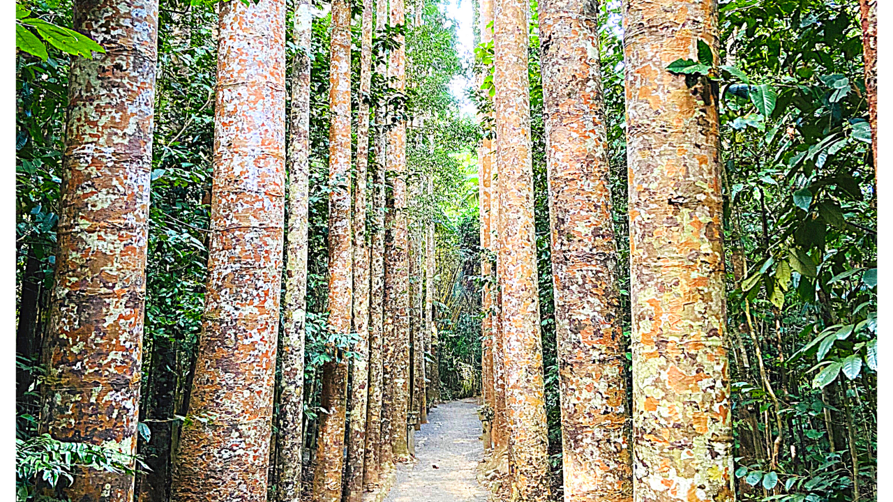 The Paronella Experience