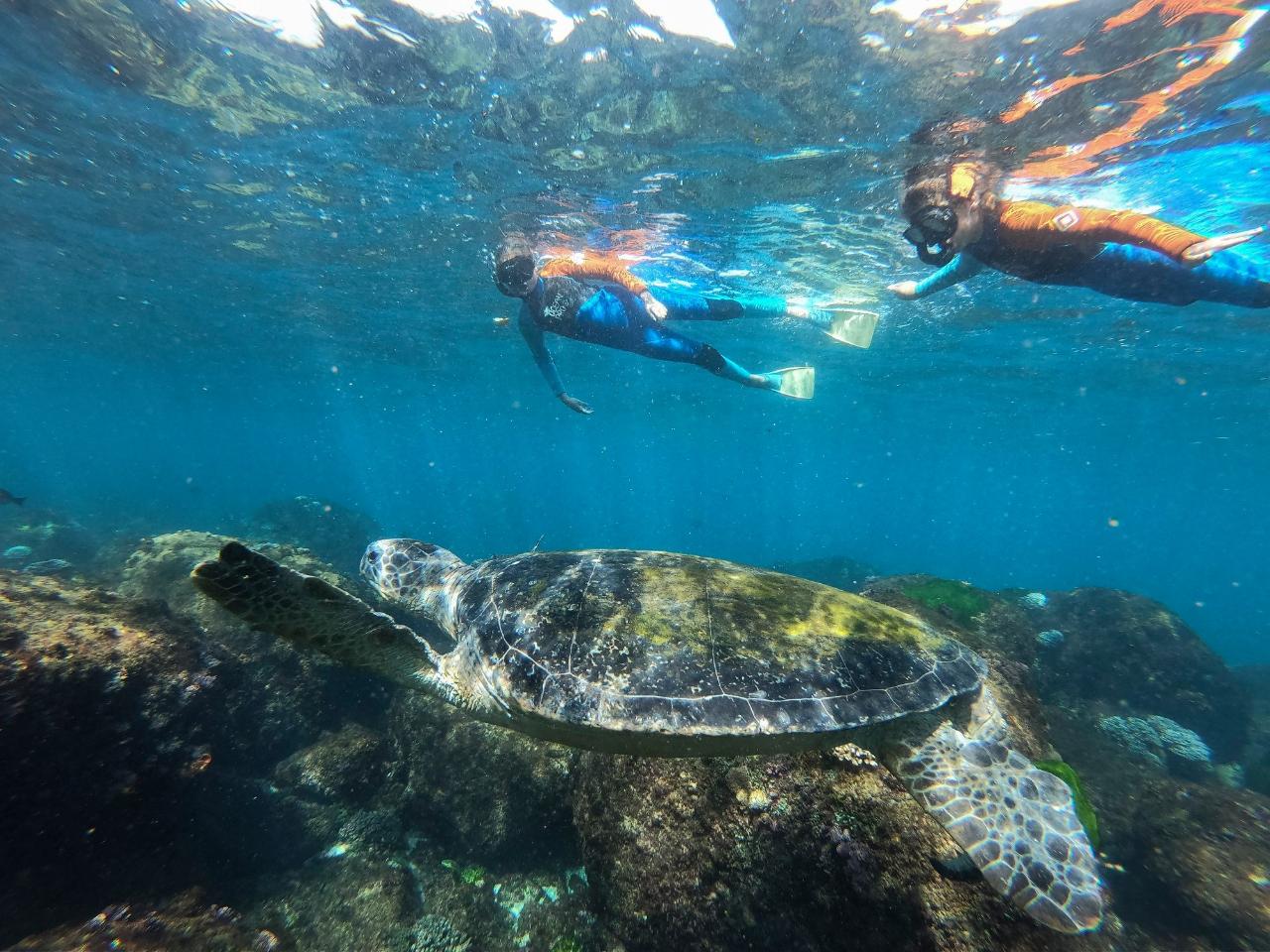 Snorkel With The Turtles!