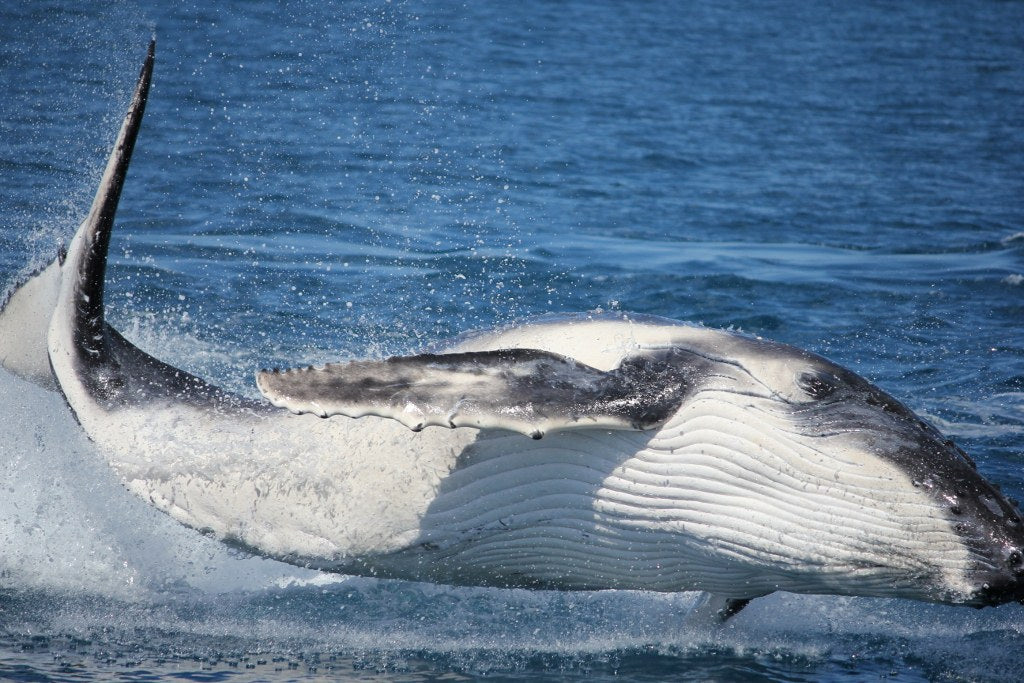 Premium Whale Watch Tour