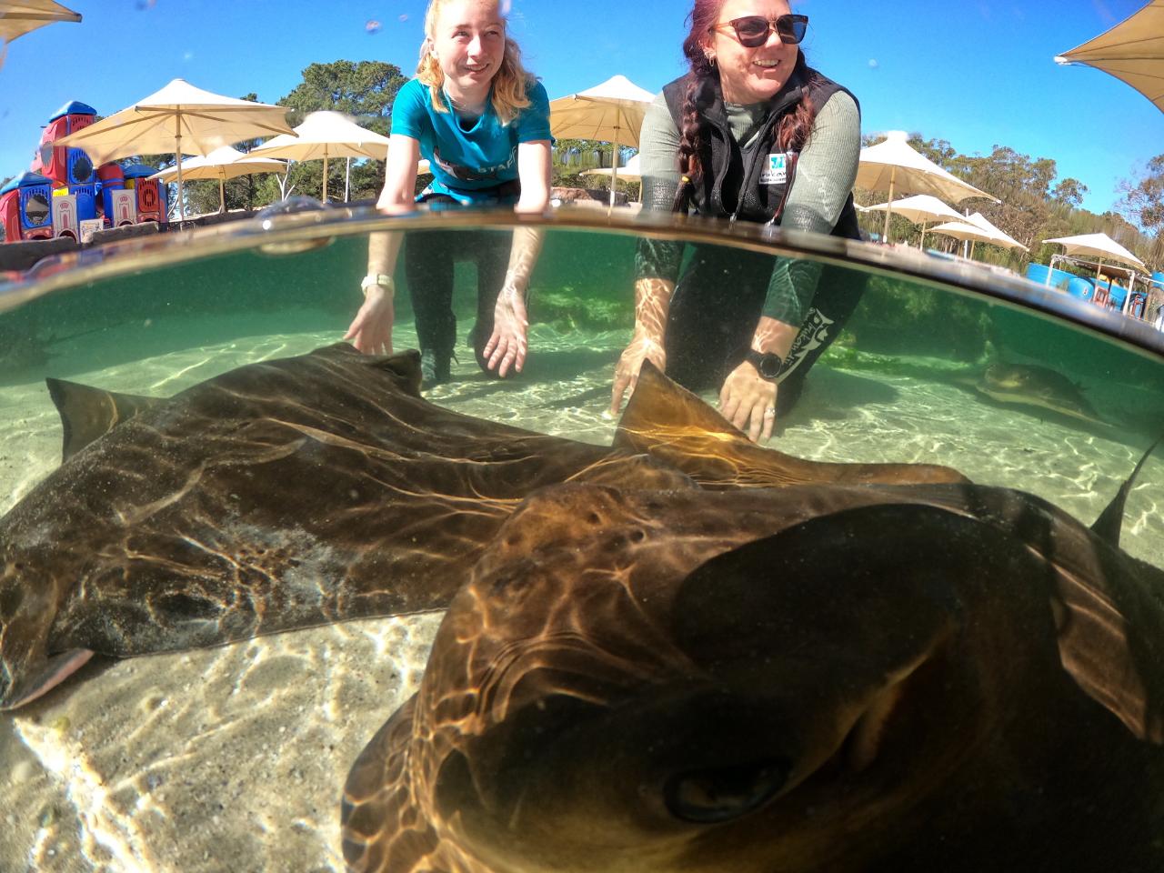 Irukandji Entry Pass & Stepping In The Lagoon Shallows & Shark Food