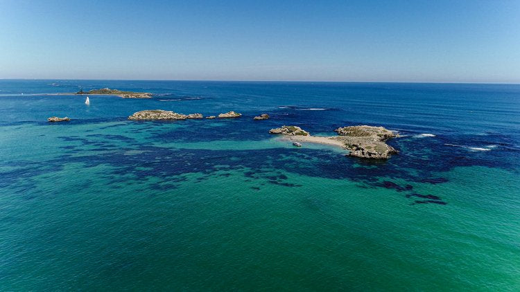 Dolphin, Sealion And Seafood Snorkel Adventure Spectator