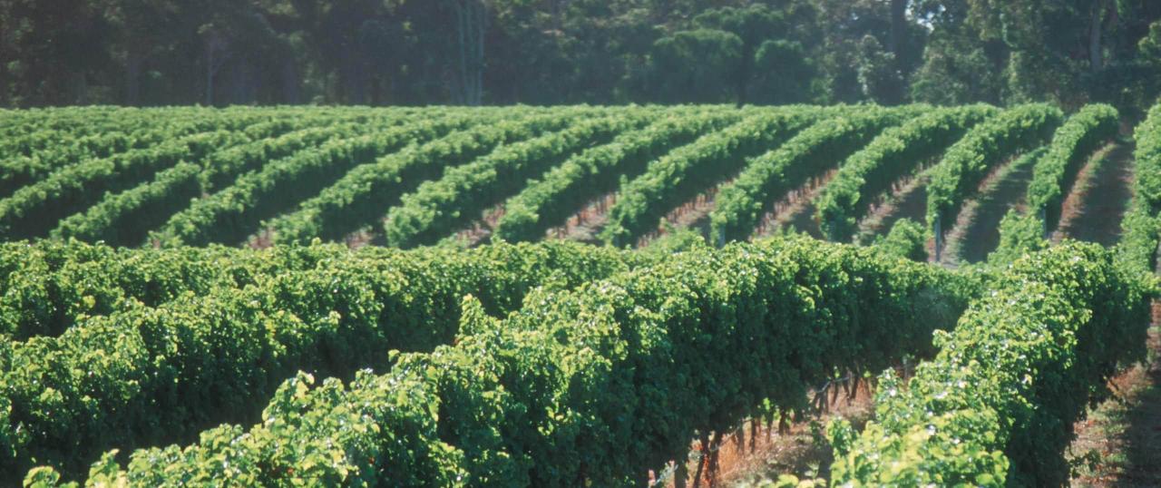 Margaret River Cycle & Wine Tour