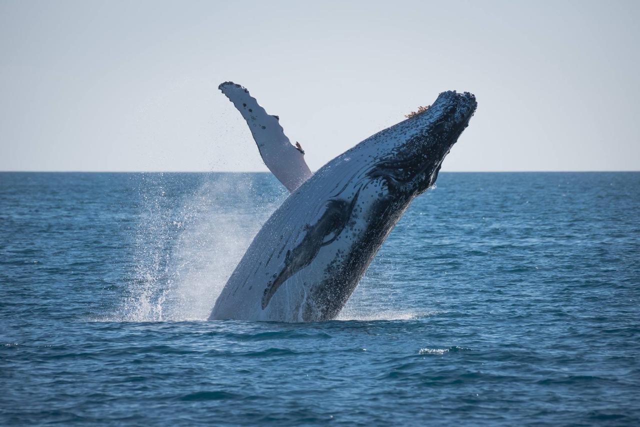 Afternoon Whale Watch Cruise