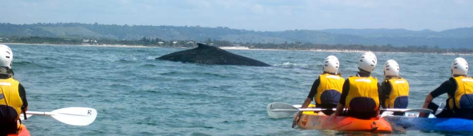 The Byron Bay Sea Kayak Tour