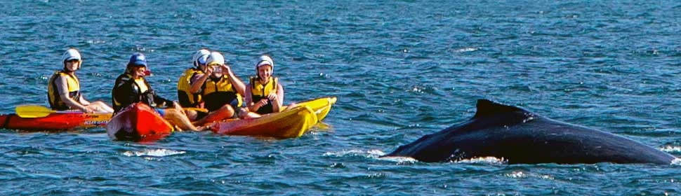 The Byron Bay Sea Kayak Tour