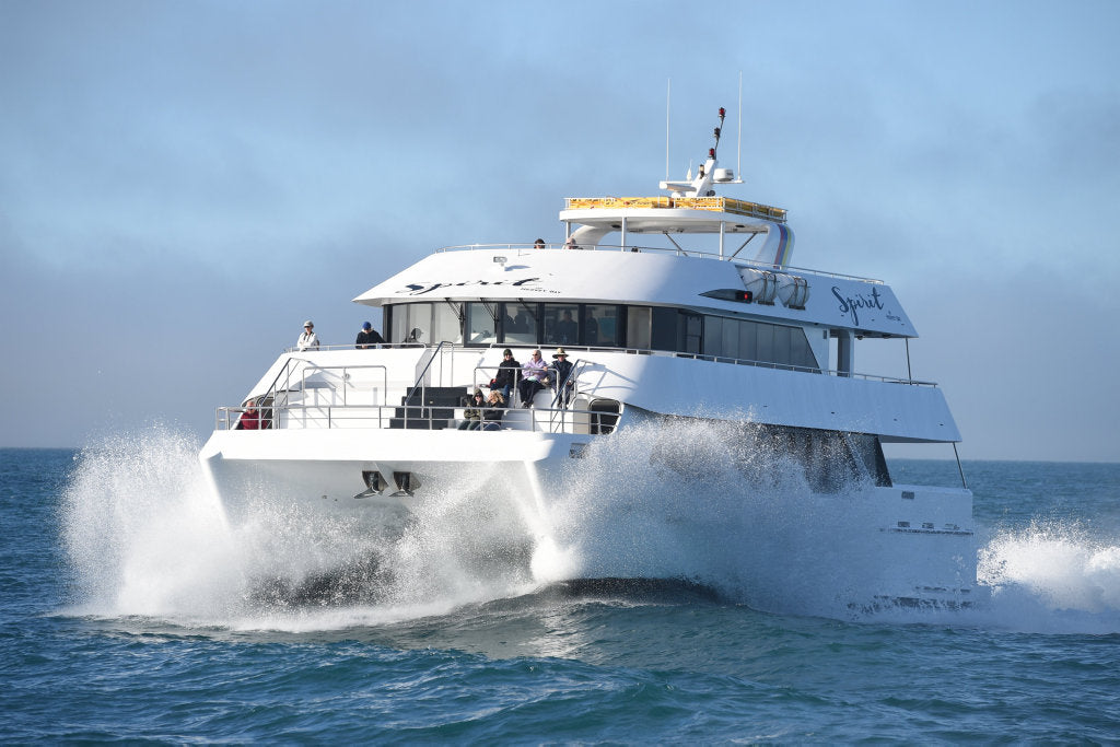 Half Day Spirit Of Hervey Bay Whale Watch Cruises