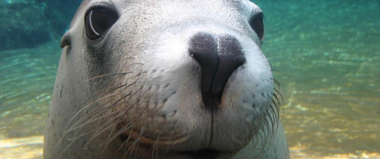 Pinnacles And Sea Lions Adventure